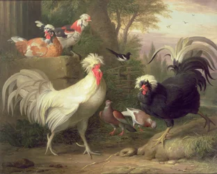 Gallos y palomas